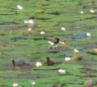 Kleiner Wasserläufer