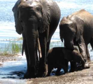 Familie beim Schlamm baden