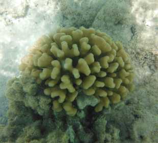 Hausriff, rechts von der Marina