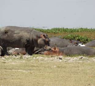 Flußpferde auch mal an Land