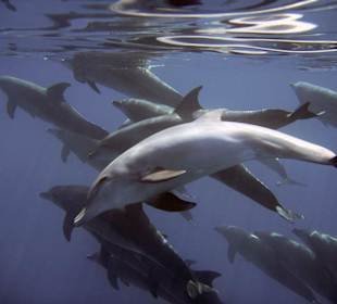 Delfine