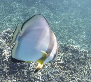 Schnorchelausflug mit  Lone Wolf Charter