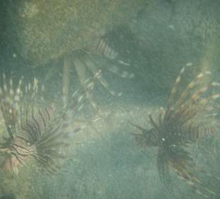 Mini - Rotfeuerfische unter dem Steg