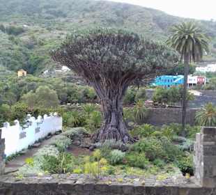 Parque del Drago in Icod de los Vinos
