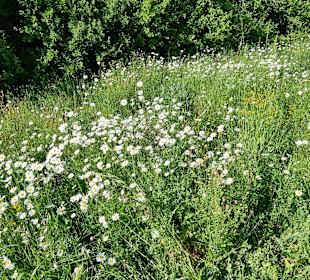 Schöne Blumenwiese