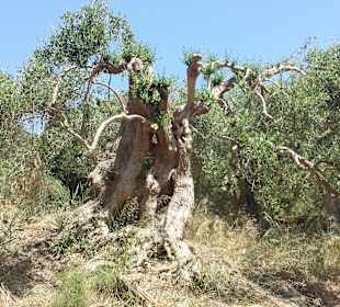 Wandern Makri Gialos