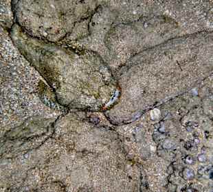 Buckliger Drachenkopf