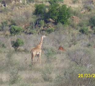 Giraffe