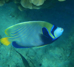 Hoteleigenes Korallenriff