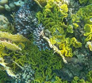 Schnorcheln Abu Dabbab