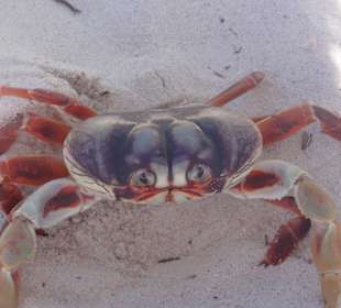 Große Krabbe auf Saona