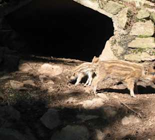 Wildscheine mit Jungen