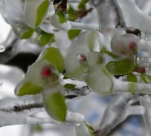 Apfelblüte im Vinschgau