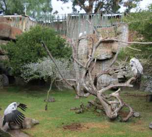 Cango Wildlife Ranch