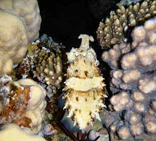 Reef Cuttle Fisch