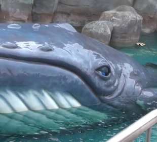 Themenbereich Island