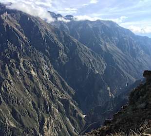 Condor Cross
