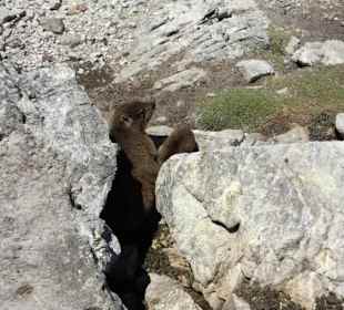 Stoney Point African Penguin Breeding Colony
