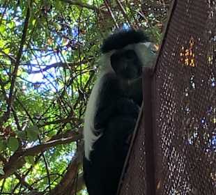 Colobus Shade Bar