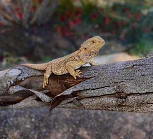 Oasis Wildlife Fuerteventura