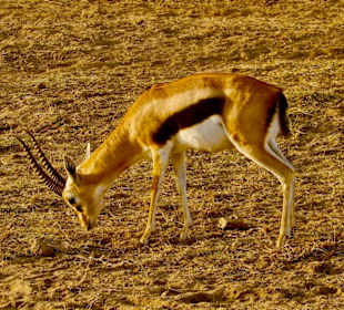 Thomson Gazelle