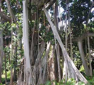 Interessante Wachstumsvarianten