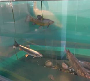 Museum für Naturkunde