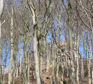 Dauerbaustelle Ruine Meistersel