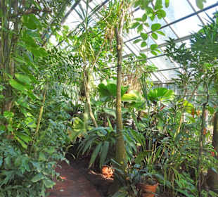 Rundgang durch das Tropenhaus des Schlossparks