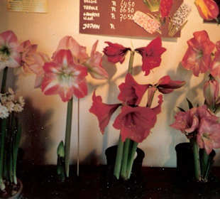 Blumenpracht im Keukenhof / Holland