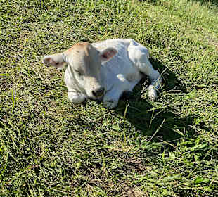 Wandern Fulpmes/Stubaital