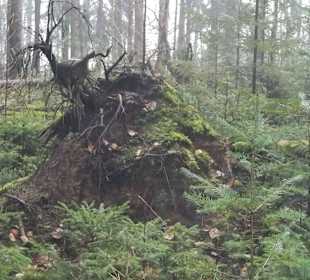 Ein sonderbares Tier?