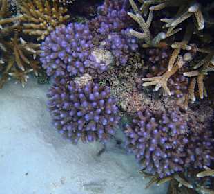 Wunderschöne Korallen am Hausriff