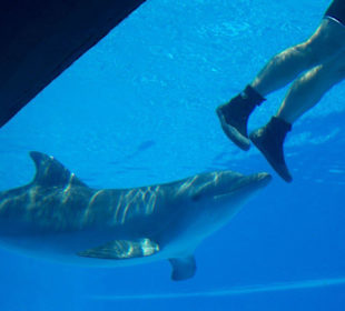 große Becken von unten gesehen
