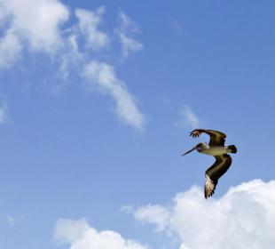 Pelikan bei der Bacardiinsel