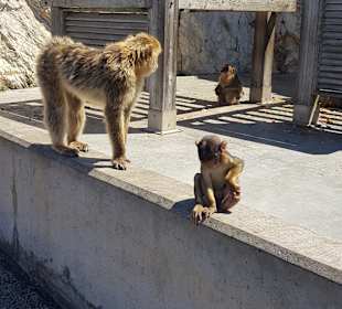 Affenfelsen und St. Michael's Cave
