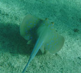 Schnorcheln am Innenriff des Hotel Pensee Azur Resort