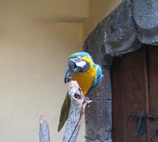 Papagei im 2. Innenhof der Casa Colon