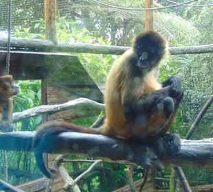 La Paz Waterfall Gardens