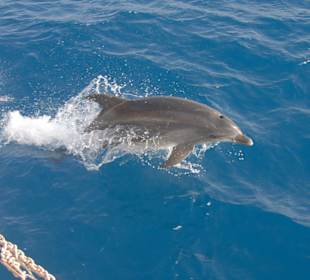 Delphin Insel Schiffreise