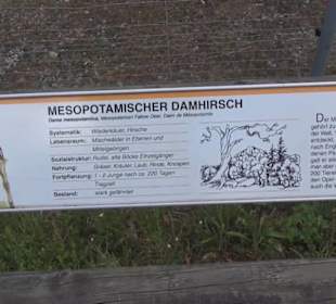 Damhirsch