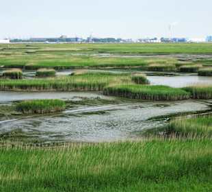 Tidepolder der Luneplate