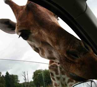 Serengeti Park Hodenhagen