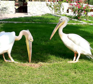 Al Areen Wildlife Park