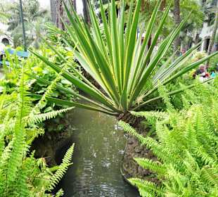 Impressionen aus dem Stadtpark von Funchal