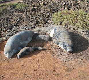 Mönchrobben aus Stein