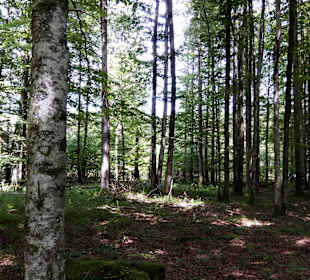 Wald 
