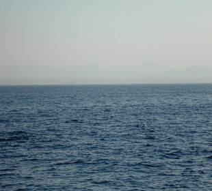 Delfin bei der Schnorcheltour