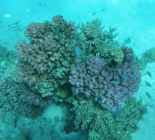 Korallenriffe