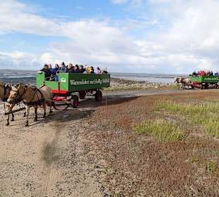 Der Tross ist auf der Hallig